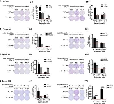 Low cross reactivity between wild type and deamidated AAV can lead to false negative results in immune monitoring T-cell assays